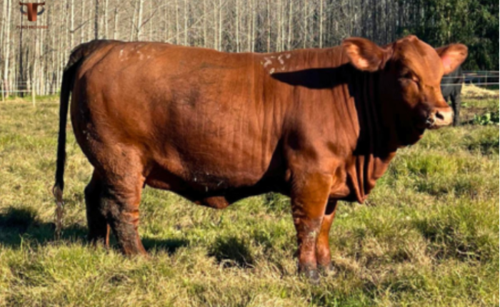 Ficha del Animal