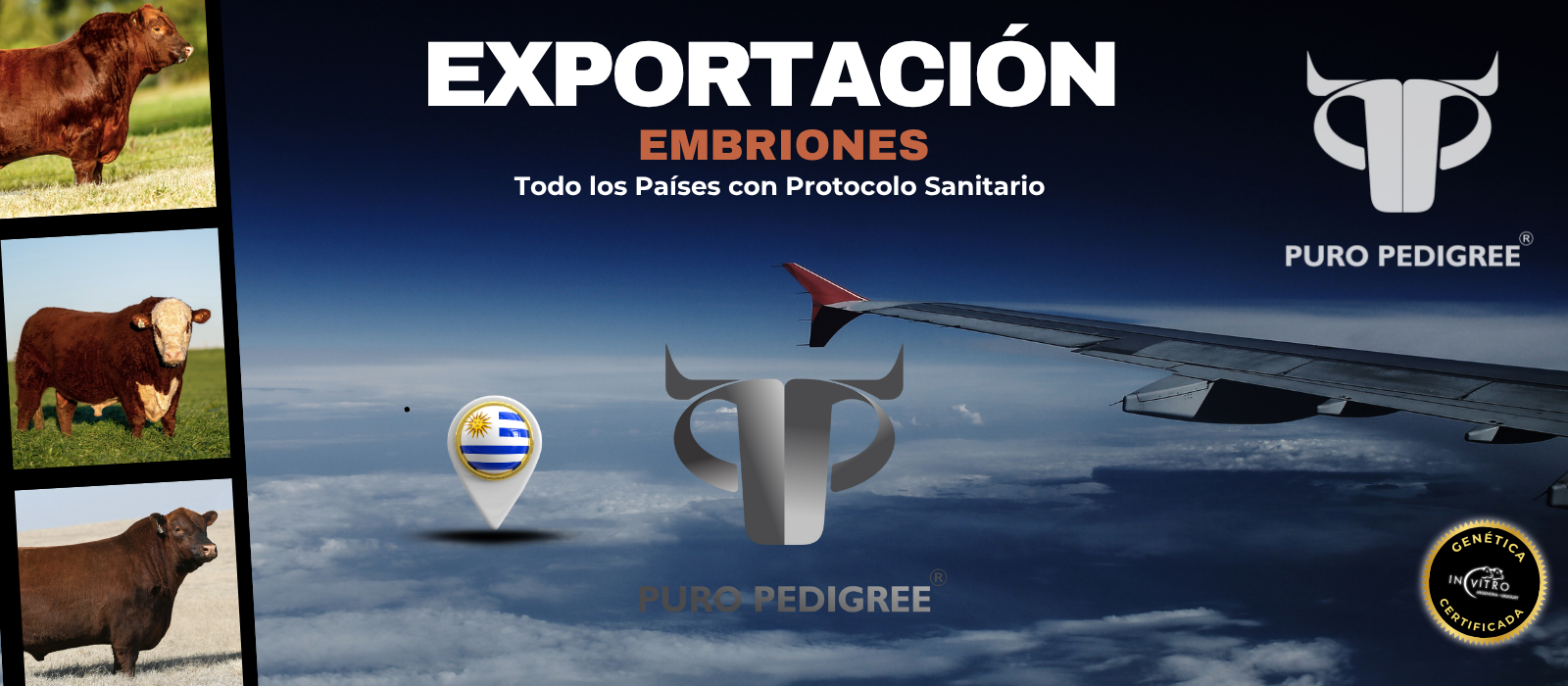 exportacion web1.1