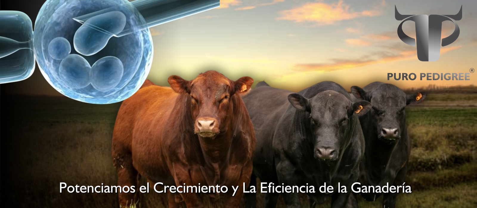 home nuevo