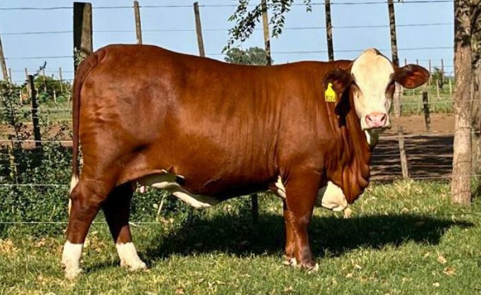 CAMPOLAPEPITA 4328 X SUPREMO