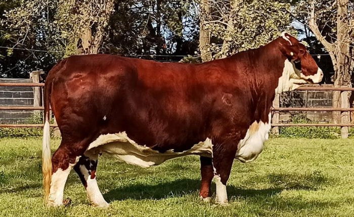 CAPELLA RANCHO 1238Y T/E X SUPREMO