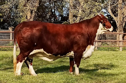 CAPELLA RANCHO 1238Y T/E X SUPREMO
