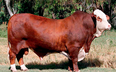 SUPREMO (padre de la combinación)