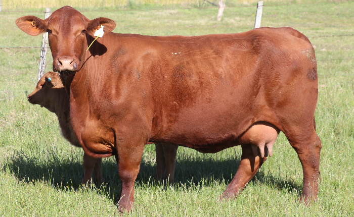 AIGUAMBAE 152 PICANTE X DOMINGO