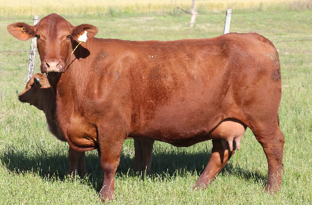AIGUAMBAE 152 PICANTE X DOMINGO