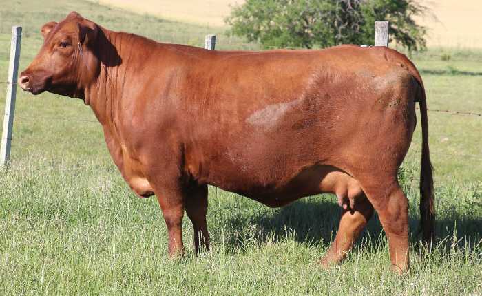 AIGUAMBAE 151 PICANTE X NANDO