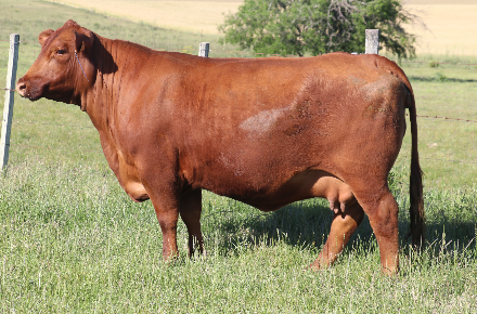 AIGUAMBAE 151 PICANTE X NANDO