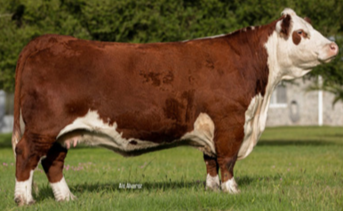 CLEOPATRA 4333 X R. LEADER 6964