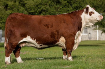 CLEOPATRA 4333 X R. LEADER 6964
