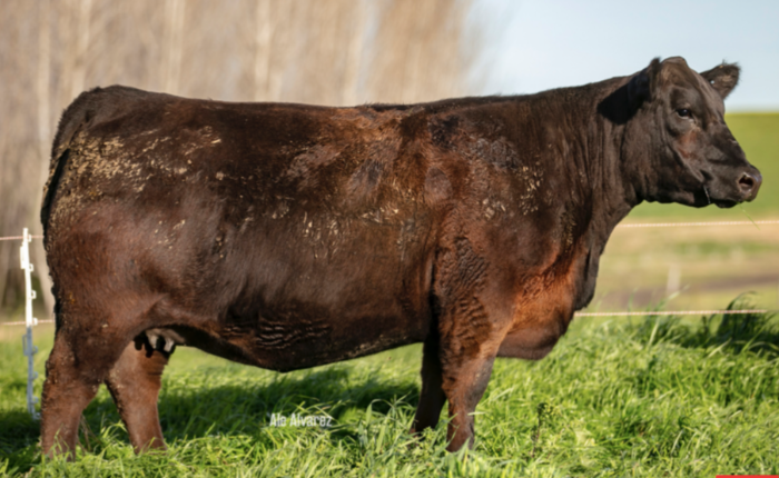 CN CAPITALIST 09 X MOUNGA