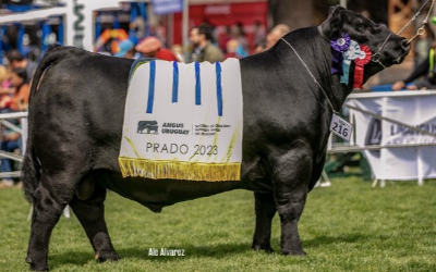 MOUNGA (Padre de la Combinación)
