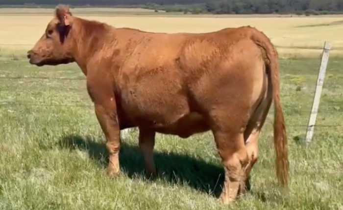 SIERRA BLOCKAMA 178 X RED BOXER