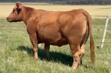 SIERRA BLOCKAMA 178 X RED BOXER