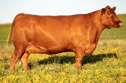 SIERRA BLOCKAMA 412 X MATEO