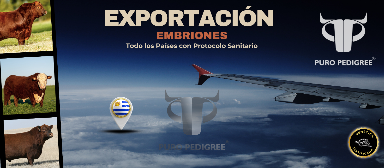 banner exportaciones