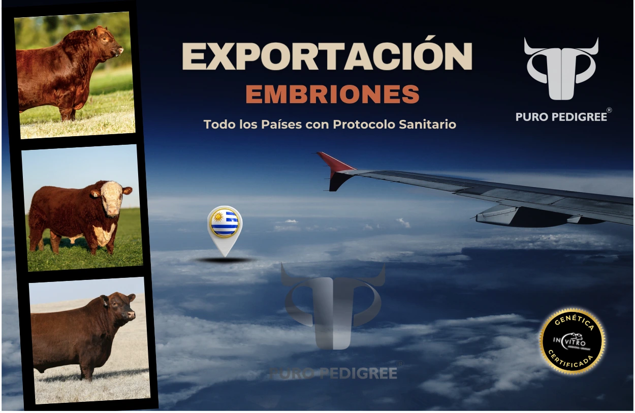 banner exportaciones